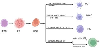 Unlocking the potential of iPSC-derived immune cells: engineering iNK and iT cells for cutting-edge immunotherapy